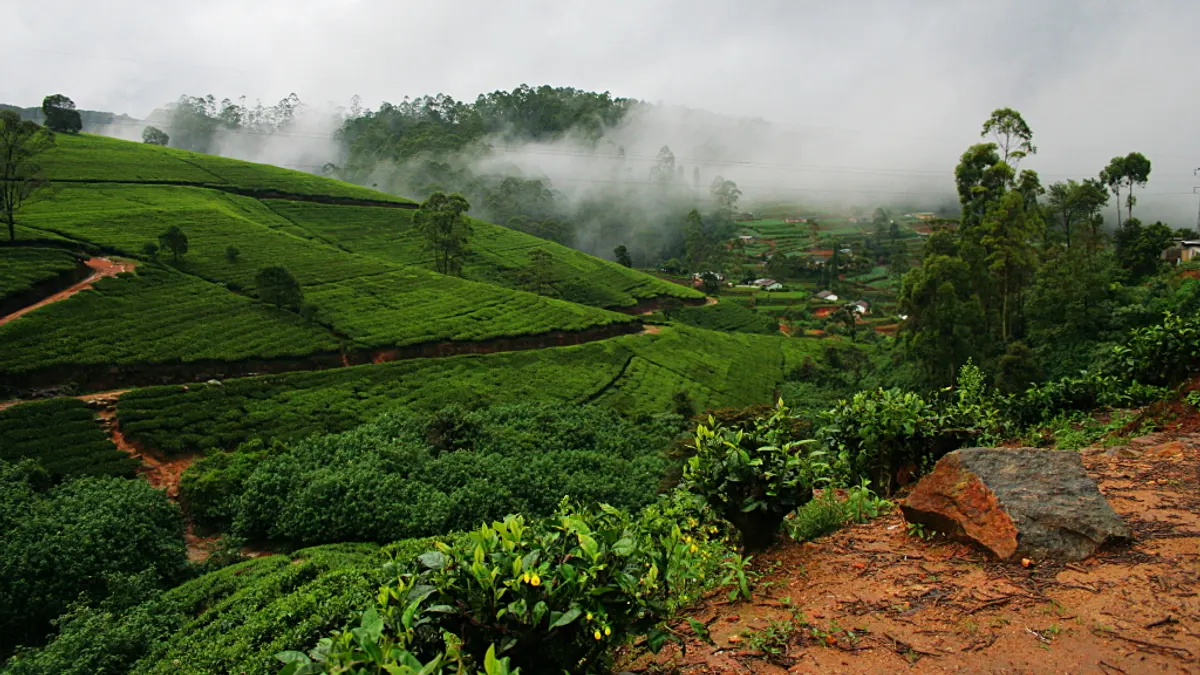Groene theevelden op heuvels in het binnenland van Sri Lanka