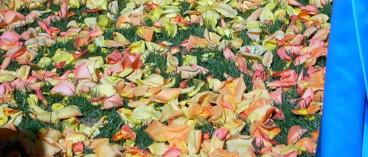 Tips babs voor 1 dag: zo bereid je de ceremonie voor