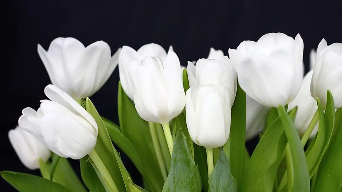 Bos witte tulpen tegen een donkere achtergrond, typisch voor een lentebruiloft