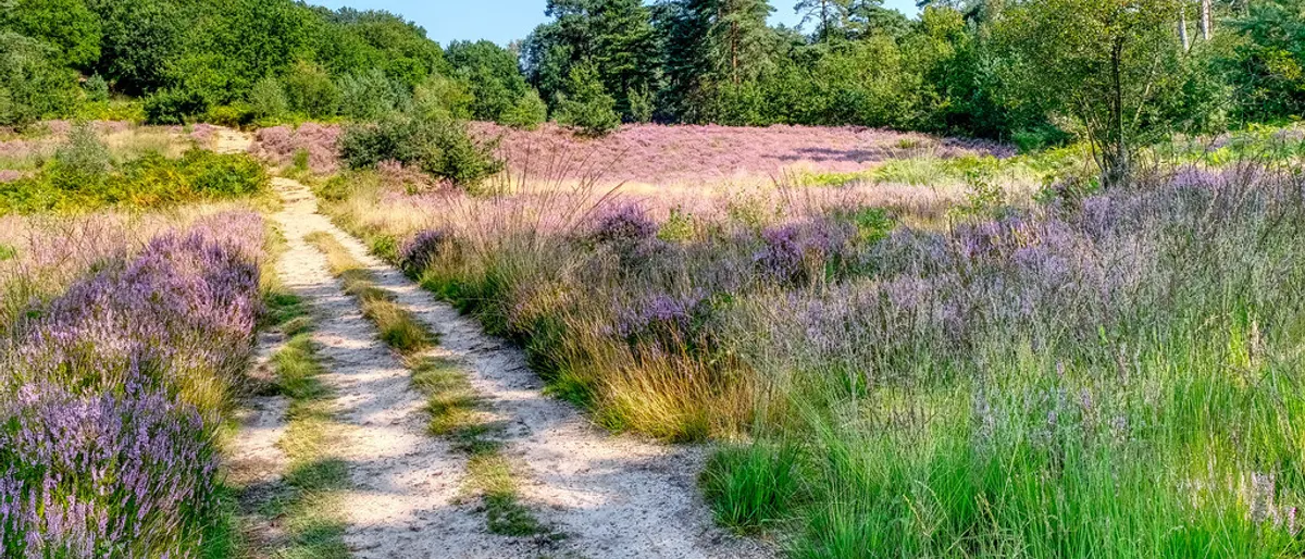 Trouwen op de Veluwe: locaties tussen bos en heide