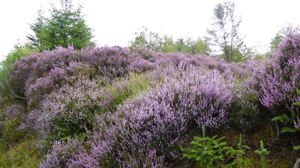 Struiken paars bloeiende heide met jonge sparren ertussen