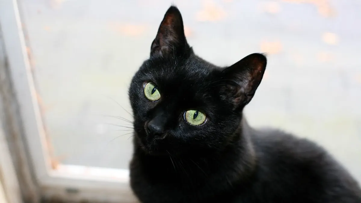Zwarte kat met groene ogen zit bij een raam en kijkt in de lens